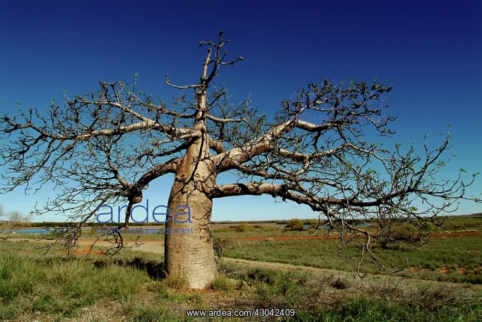 : Baobab, Adansonia digitata : Baobab, Adansonia digitata