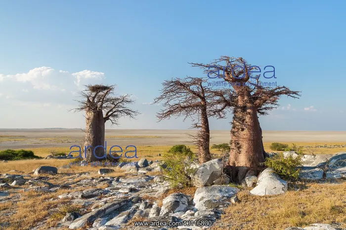 : Baobab trees (Adansonia digitata) in the desolate Makgadikgadi Pans : Baobab trees (Adansonia digitata) in the desolate Makgadikgadi Pans