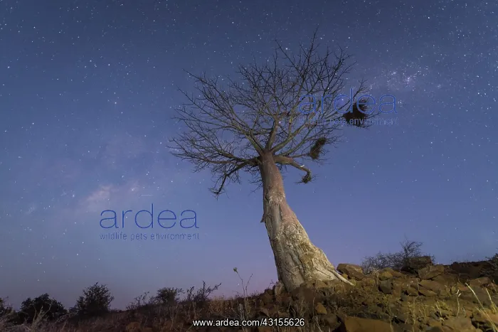 : Baobab (Adansonia digitata) under the Milky Way at twilight : Baobab (Adansonia digitata) under the Milky Way at twilight