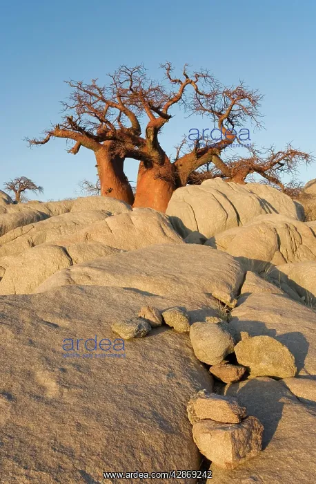 : Baobab / Boab - In the early morning at the isolated : Baobab / Boab - In the early morning at the isolated