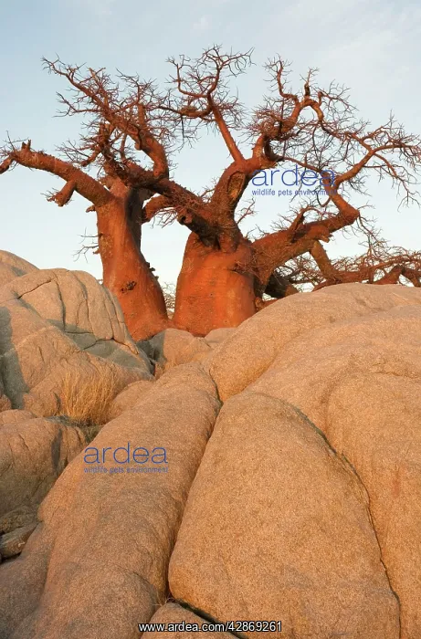 : Baobab / Boab - In the early morning at the isolated : Baobab / Boab - In the early morning at the isolated