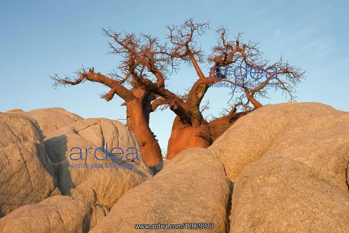 : Baobab / Boab - In the early morning at the isolated : Baobab / Boab - In the early morning at the isolated
