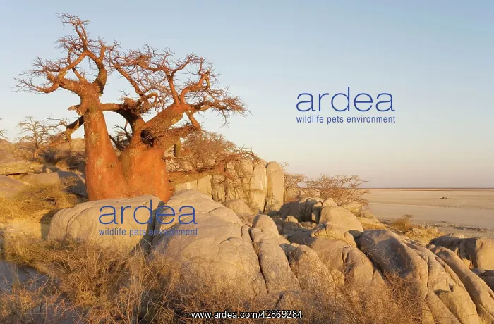 : Baobab / Boab - In the early morning at the isolated : Baobab / Boab - In the early morning at the isolated