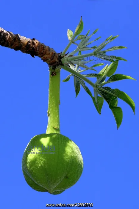 : Baobab / Boab - fruit, secondary forest : Baobab / Boab - fruit, secondary forest