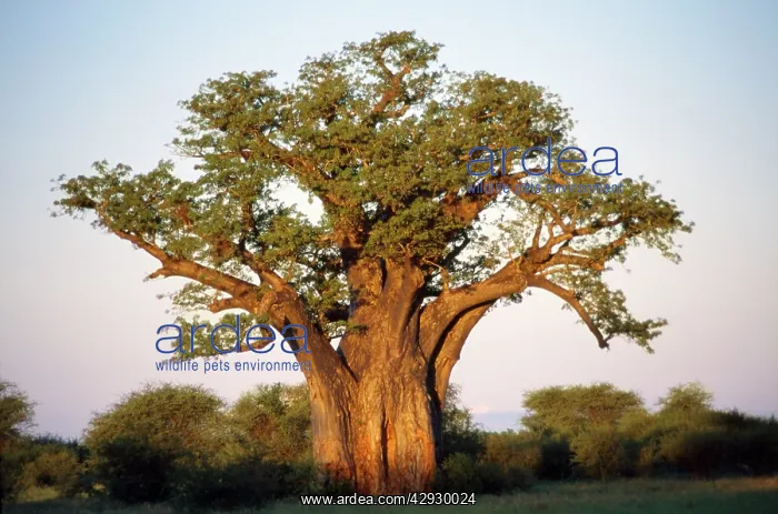 : BAOBAB / Boab IN LEAF : BAOBAB / Boab IN LEAF