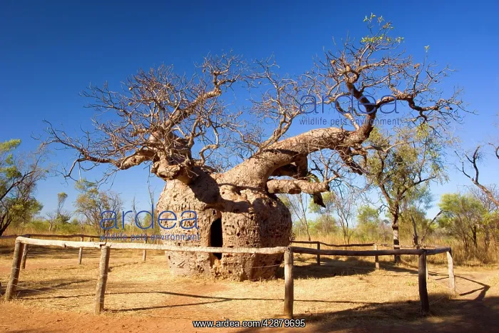  : Baobab  /  Boab Prison Tree - a very ancient but