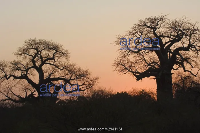  : Baobab  /  Boab - Sunset