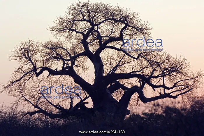 : Baobab / Boab - Sunset : Baobab / Boab - Sunset
