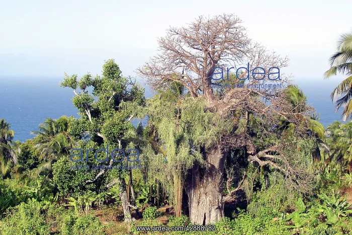 : Baobab  /  Boab Tree