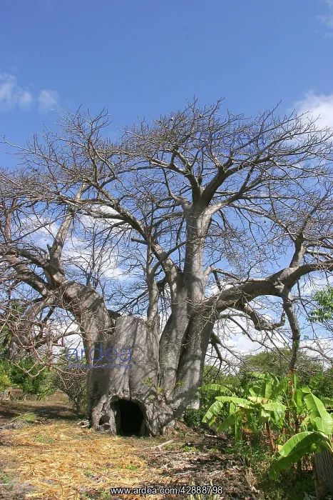 : Baobab / Boab Tree : Baobab / Boab Tree