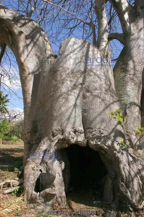 : Baobab / Boab Tree : Baobab / Boab Tree