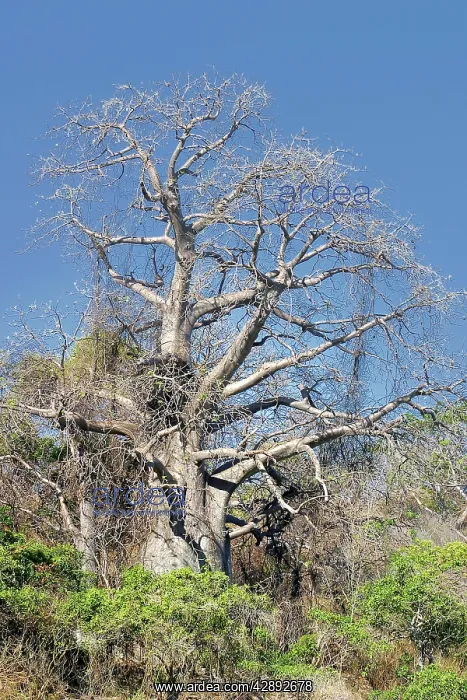 : Baobab / Boab Tree : Baobab / Boab Tree