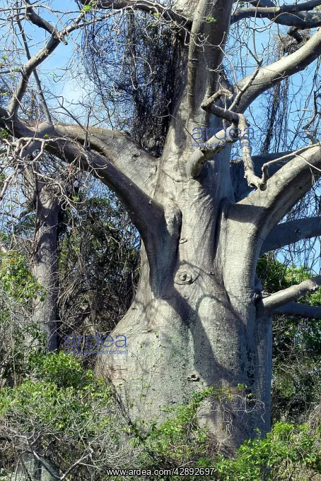 : Baobab / Boab Tree : Baobab / Boab Tree