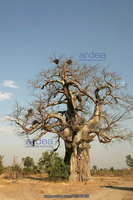 : Baobab / Boab Tree : Baobab / Boab Tree