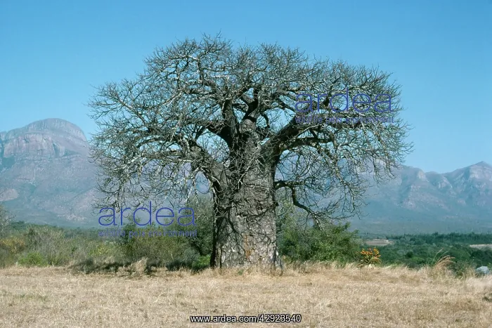 : BAOBAB / Boab TREE : BAOBAB / Boab TREE
