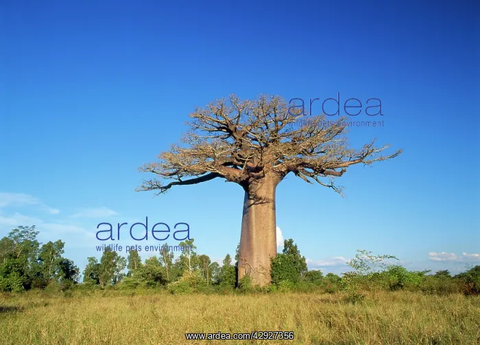 : Baobab / Boab Tree : Baobab / Boab Tree