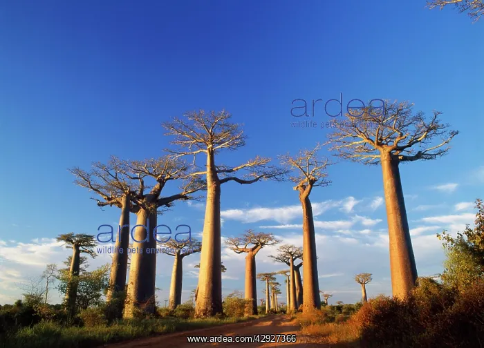: Baobab / Boab Tree : Baobab / Boab Tree