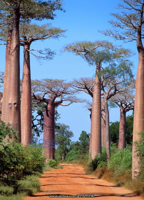 : Baobab / Boab Tree : Baobab / Boab Tree