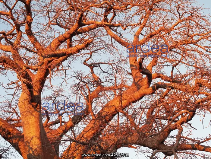 : Baobab / Boab Tree - a common tree in northern : Baobab / Boab Tree - a common tree in northern