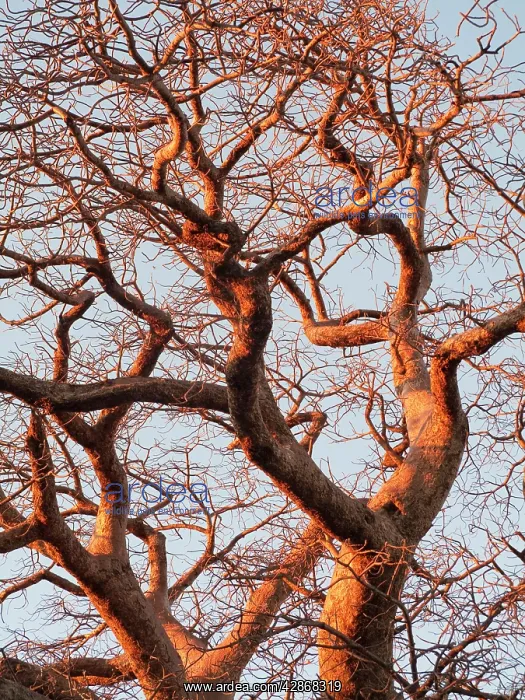 : Baobab / Boab Tree - a common tree in northern : Baobab / Boab Tree - a common tree in northern