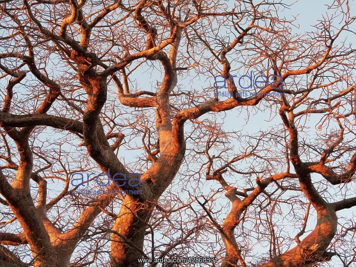 : Baobab / Boab Tree - a common tree in northern : Baobab / Boab Tree - a common tree in northern