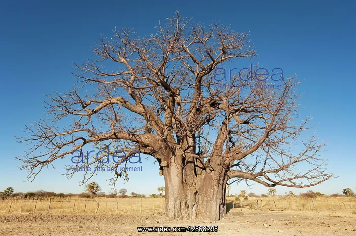 : Baobab / Boab Tree - a common tree in northern Namibia : Baobab / Boab Tree - a common tree in northern Namibia