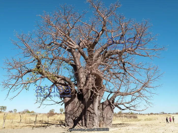 : Baobab / Boab Tree - a common tree in northern Namibia : Baobab / Boab Tree - a common tree in northern Namibia