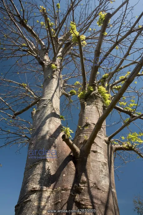 : Baobab / Boab tree, in cultivation : Baobab / Boab tree, in cultivation