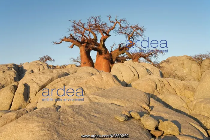 : Baobab / Boab Tree - In the early morning at the : Baobab / Boab Tree - In the early morning at the