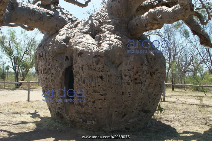 : Baobab / Boab Tree - Famous tree used as temporary : Baobab / Boab Tree - Famous tree used as temporary
