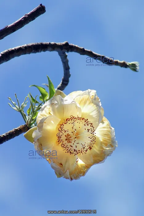 : Baobab / Boab Tree - flower : Baobab / Boab Tree - flower