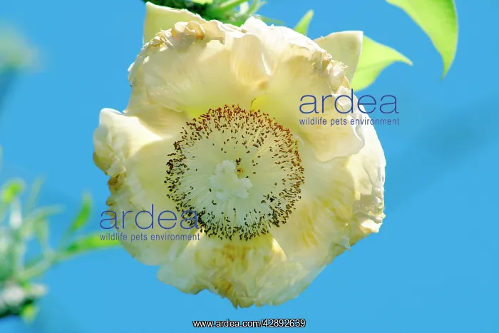 : Baobab / Boab Tree - flower : Baobab / Boab Tree - flower
