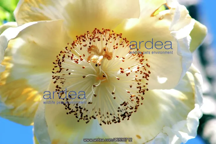 : Baobab / Boab Tree - flower : Baobab / Boab Tree - flower