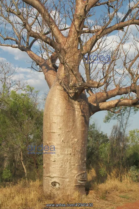 : Baobab / Boab Tree - Known as Boab Tree in Australia : Baobab / Boab Tree - Known as Boab Tree in Australia