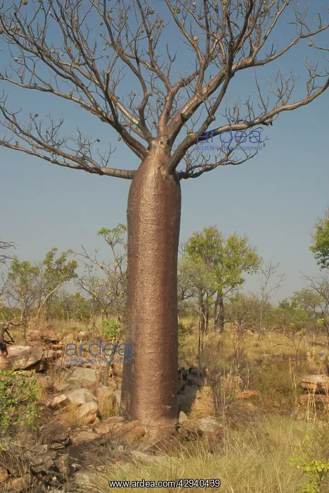 : Baobab / Boab Tree - Known as Boab Tree in Australia : Baobab / Boab Tree - Known as Boab Tree in Australia