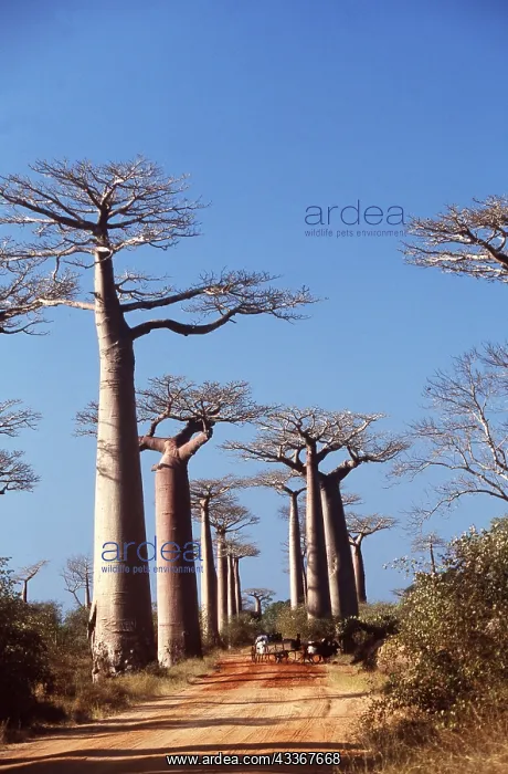 : BAOBAB / Boab TREE - line road : BAOBAB / Boab TREE - line road