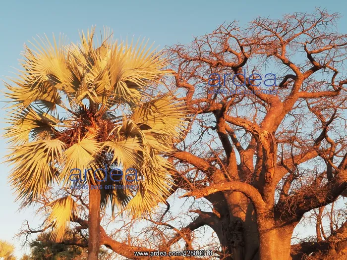 : Baobab / Boab Tree & Makalani Palm (Hyphaene petersiana) : Baobab / Boab Tree & Makalani Palm (Hyphaene petersiana)