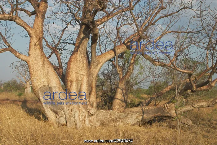: Baobab / Boab Tree with multiple trunks - Known : Baobab / Boab Tree with multiple trunks - Known