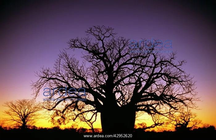 : Baobab / Boab tree - at sunset : Baobab / Boab tree - at sunset