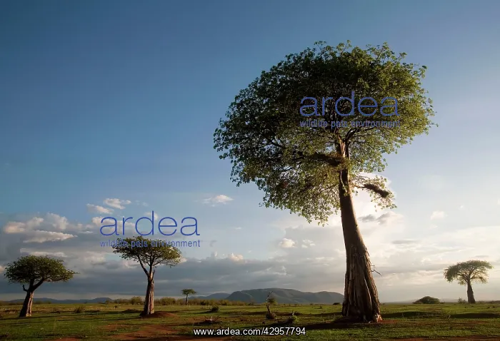 : Baobab / Boab Trees : Baobab / Boab Trees