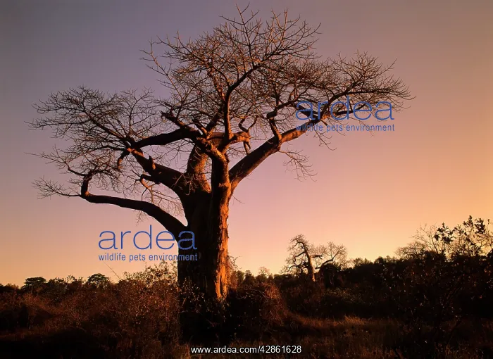 : Baobab / Boab trees - giant individuals in last : Baobab / Boab trees - giant individuals in last