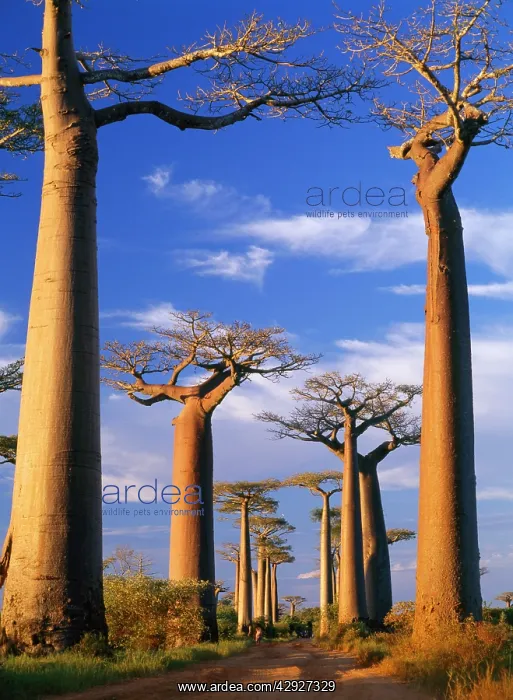 : BAOBAB / Boab trees - At sunset : BAOBAB / Boab trees - At sunset