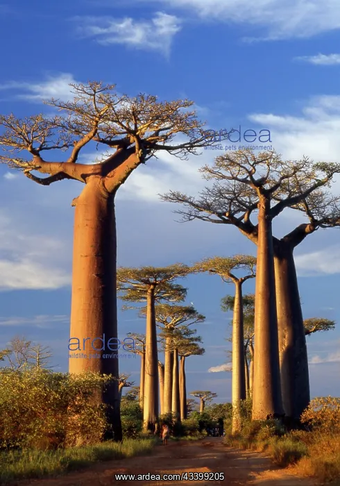 : Baobab / Boab Trees - at sunset : Baobab / Boab Trees - at sunset