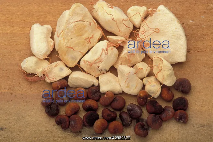 : Baobab / Monkey-bread tree - Monkey-bread and the seeds : Baobab / Monkey-bread tree - Monkey-bread and the seeds