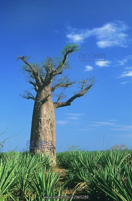 : BAOBAB tree : BAOBAB tree
