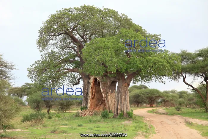 : Baobab Tree : Baobab Tree