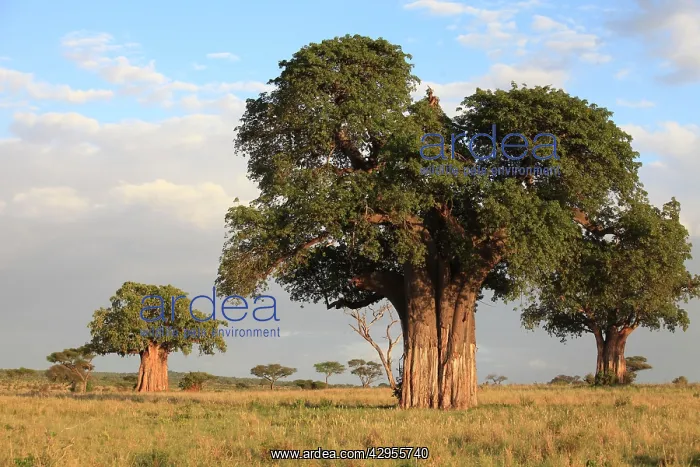 : Baobab Tree : Baobab Tree
