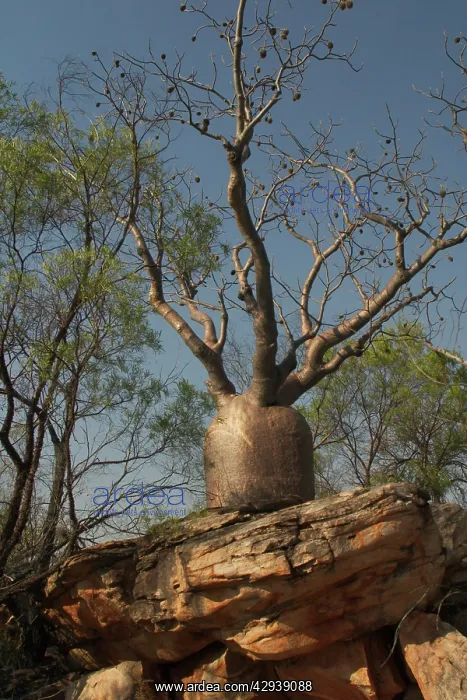 : Baobab Tree - Known as Boab Tree in Australia where : Baobab Tree - Known as Boab Tree in Australia where
