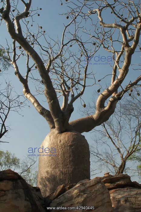: Baobab Tree - Known as Boab Tree in Australia where : Baobab Tree - Known as Boab Tree in Australia where