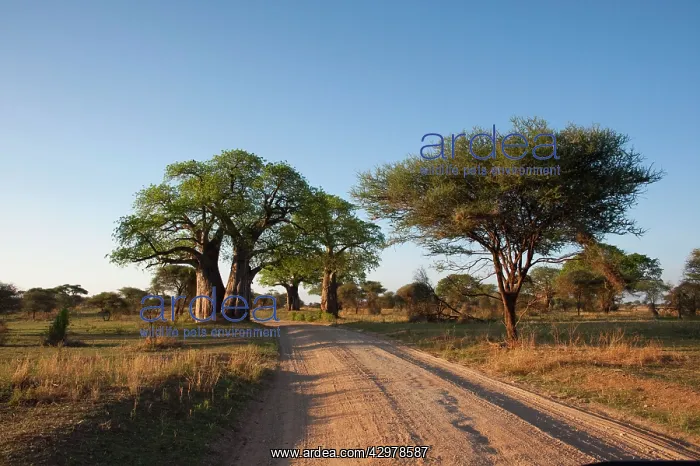 : Baobab Tree - at roadside : Baobab Tree - at roadside